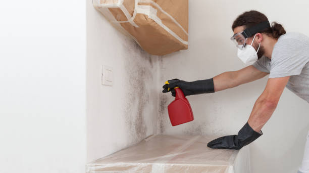Basement Mold Remediation treatment on basement walls in Kirkwood